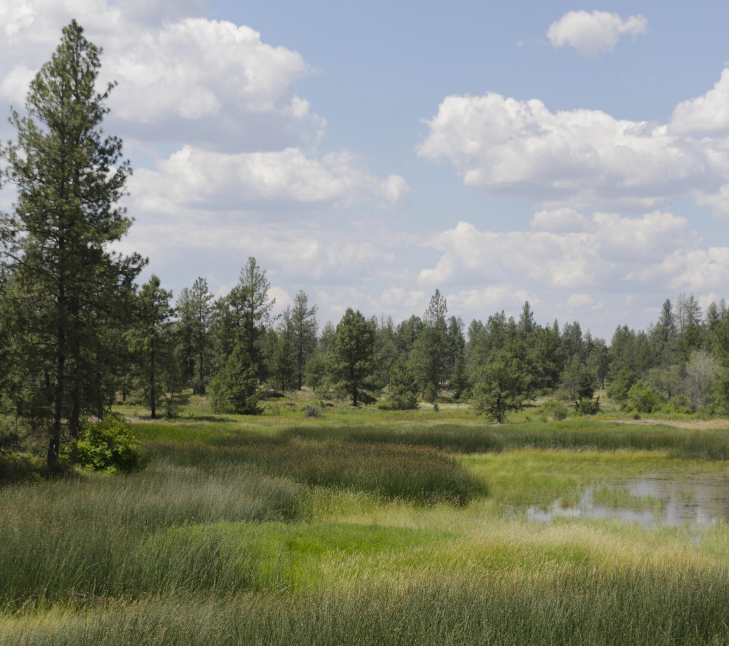 July 2023 Wetland Science & Practice by Society of Wetland ...